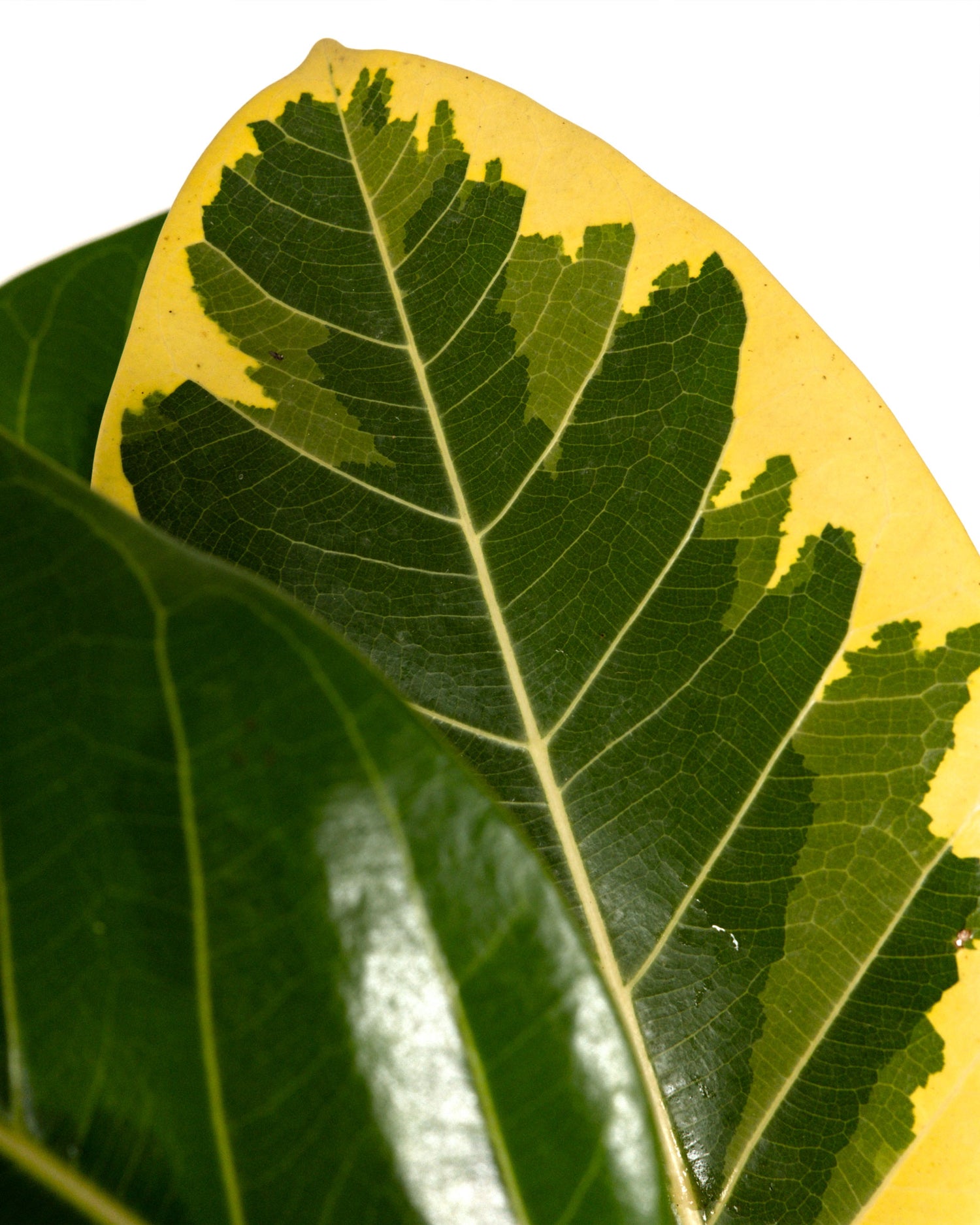 Ficus Altissima Tree Form Single Stem, Variegated Yellow Gem Rubber Tree