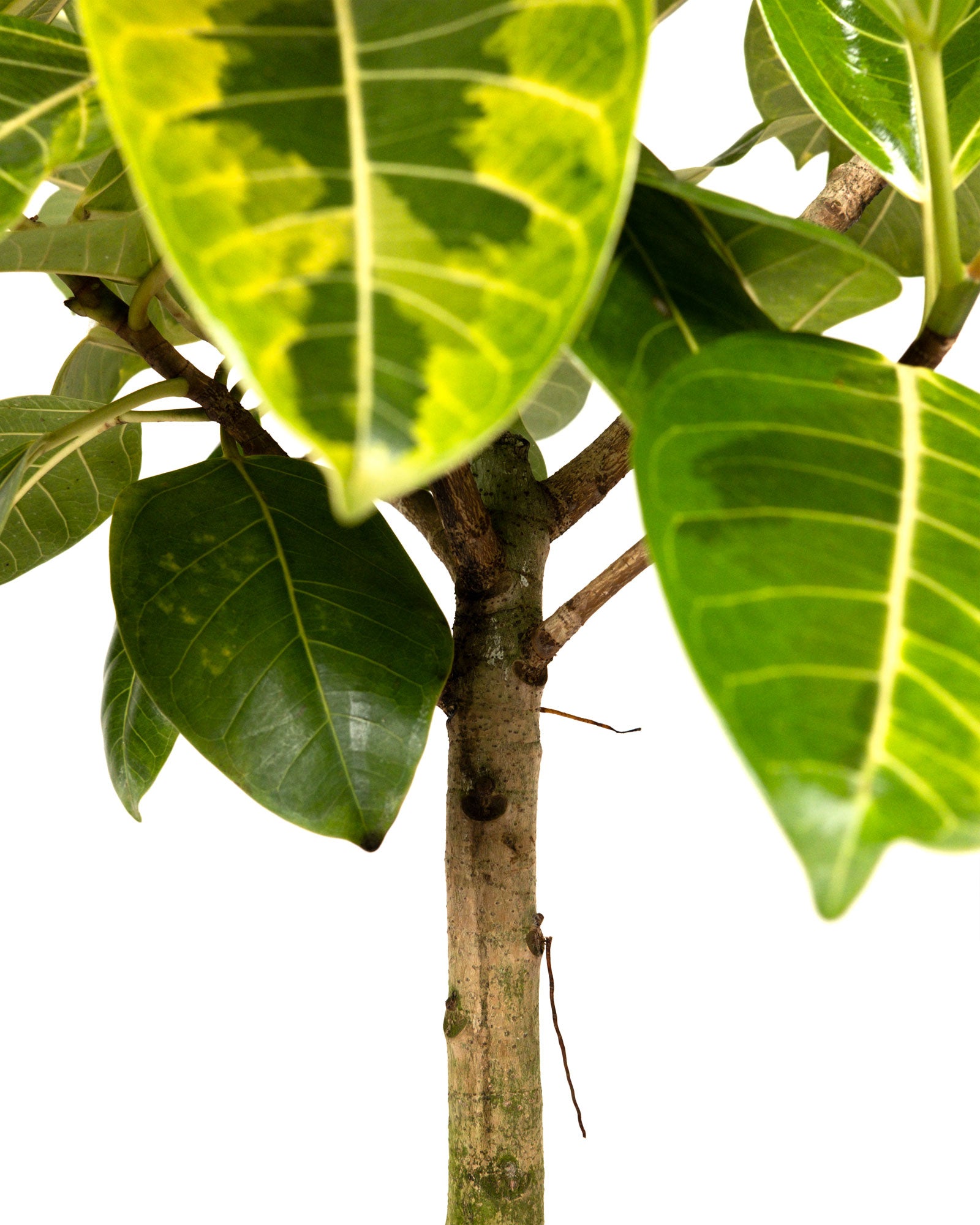 Ficus Altissima Tree Form Single Stem, Variegated Yellow Gem Rubber Tree