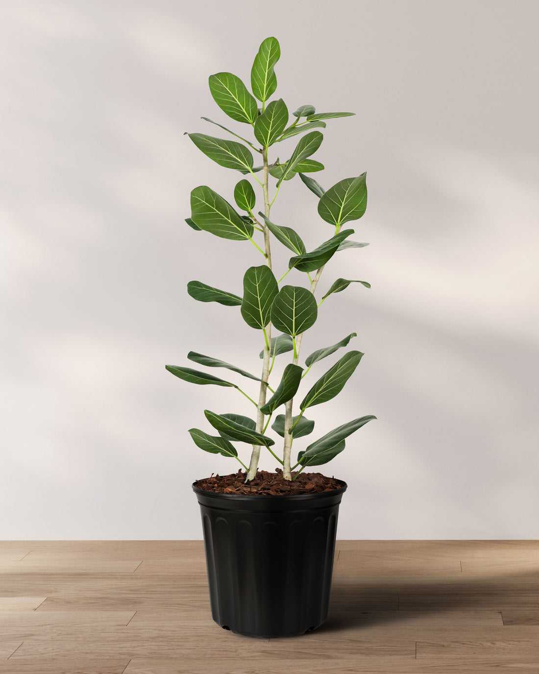 Ficus Audrey Bush Form, Ficus Benghalensisis Bengal Fig