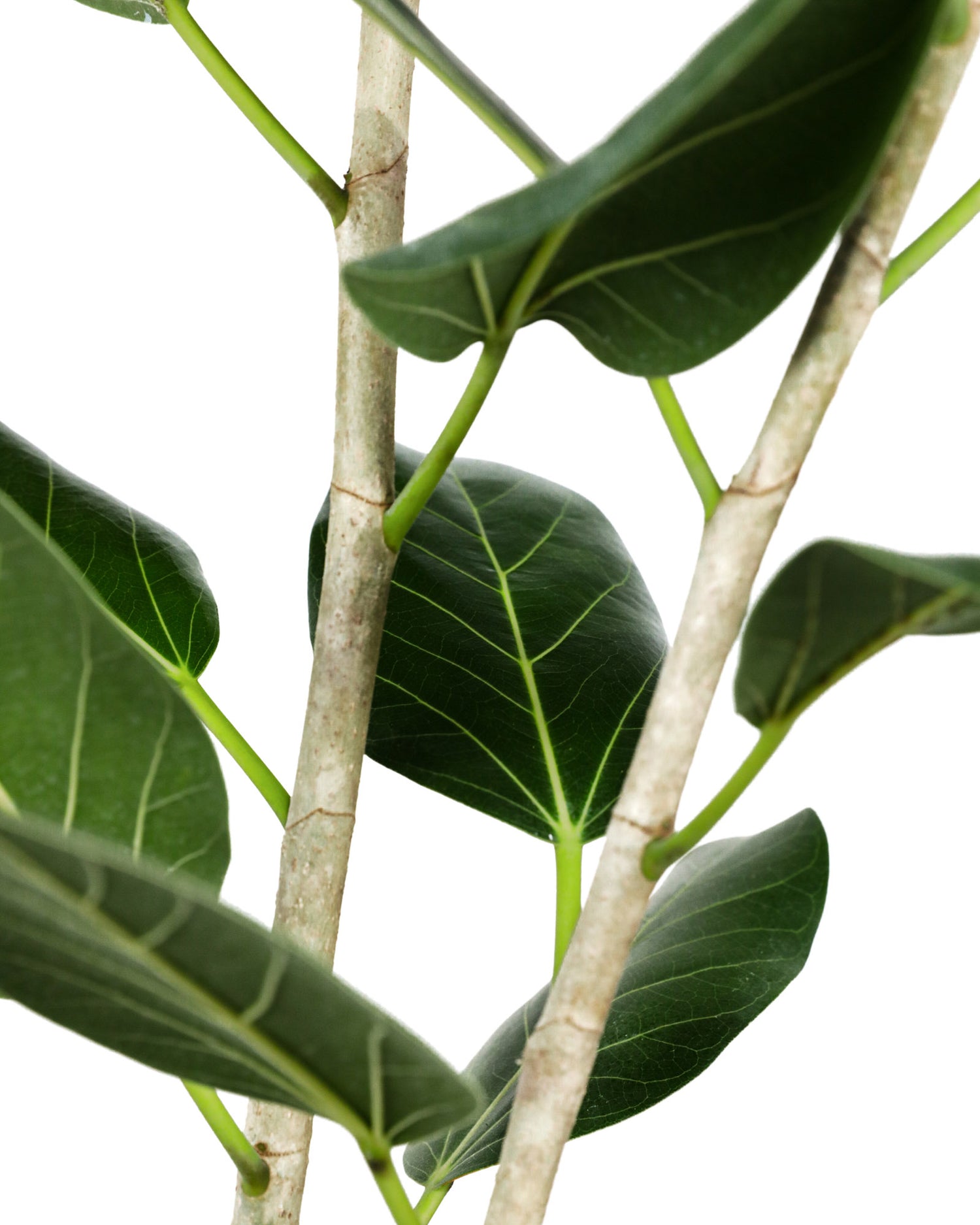 Ficus Audrey Bush Form Column, Ficus Benghalensisis Bengal Fig