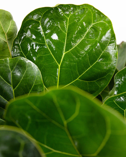 Ficus Bambino Bush Form, Fiddle Leaf Fig Tree