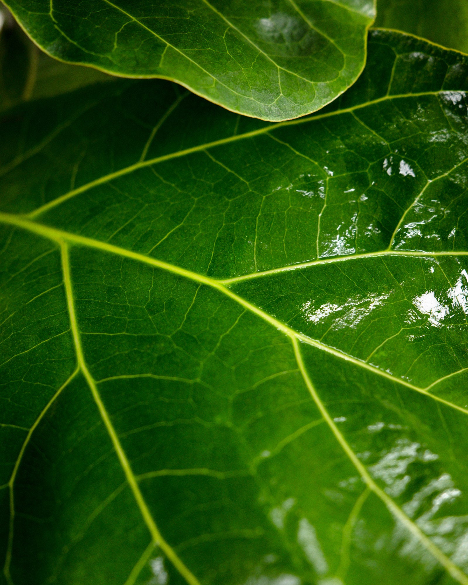 Ficus Bambino Bush Form, Fiddle Leaf Fig Tree