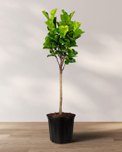 Ficus Bambino Tree Form Single Stem, Fiddle Leaf Fig Tree