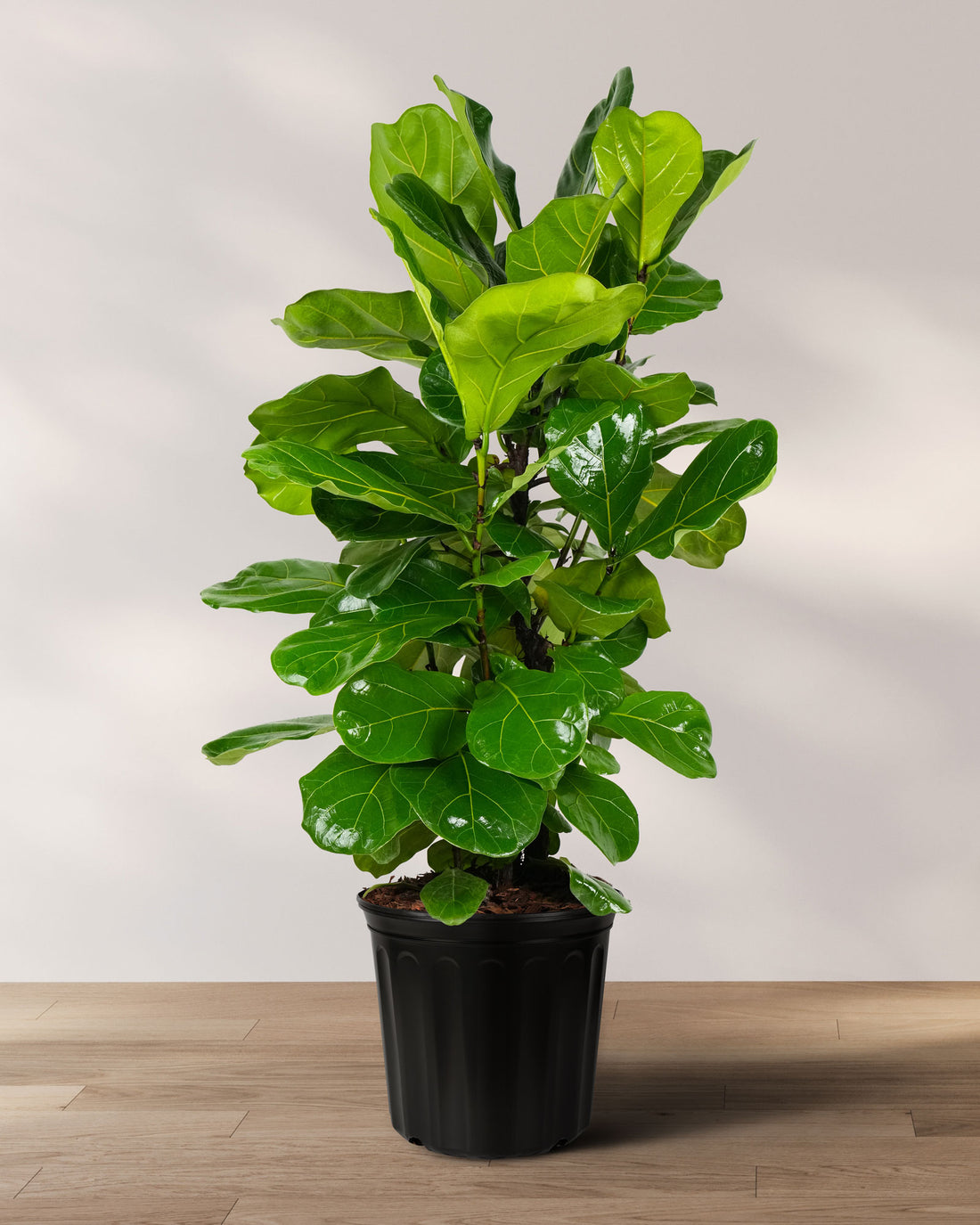 Ficus Lyrata Bush Form, Fiddle Leaf Fig Tree