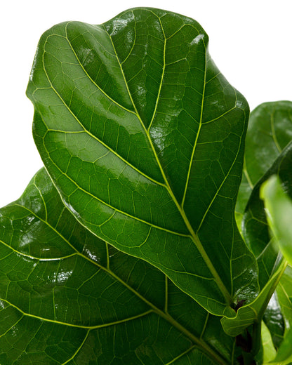 Ficus Lyrata Bush Form, Fiddle Leaf Fig Tree