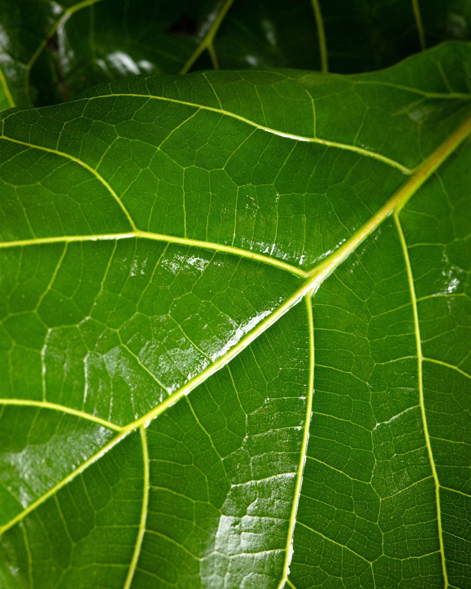 Ficus Lyrata Bush Form, Fiddle Leaf Fig Tree