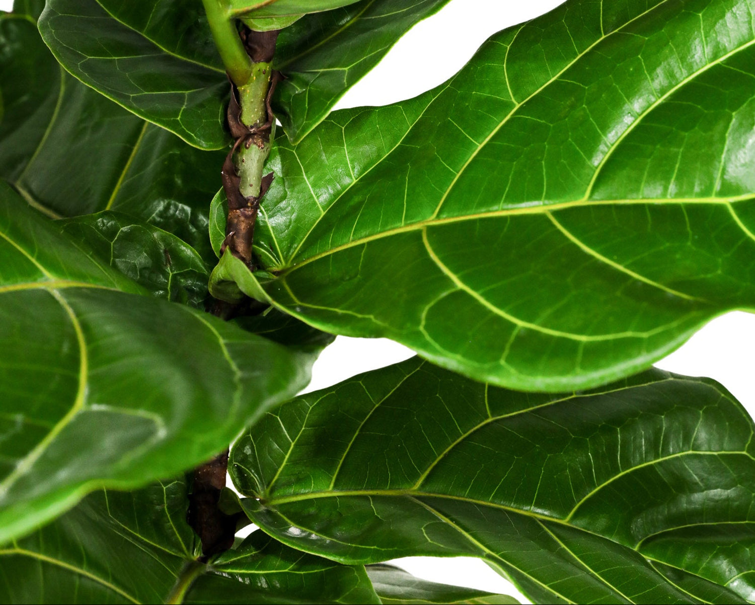 fiddle leaf fig purple leaves Ficus Lyrata Bush, Fiddle Leaf Fig Tree