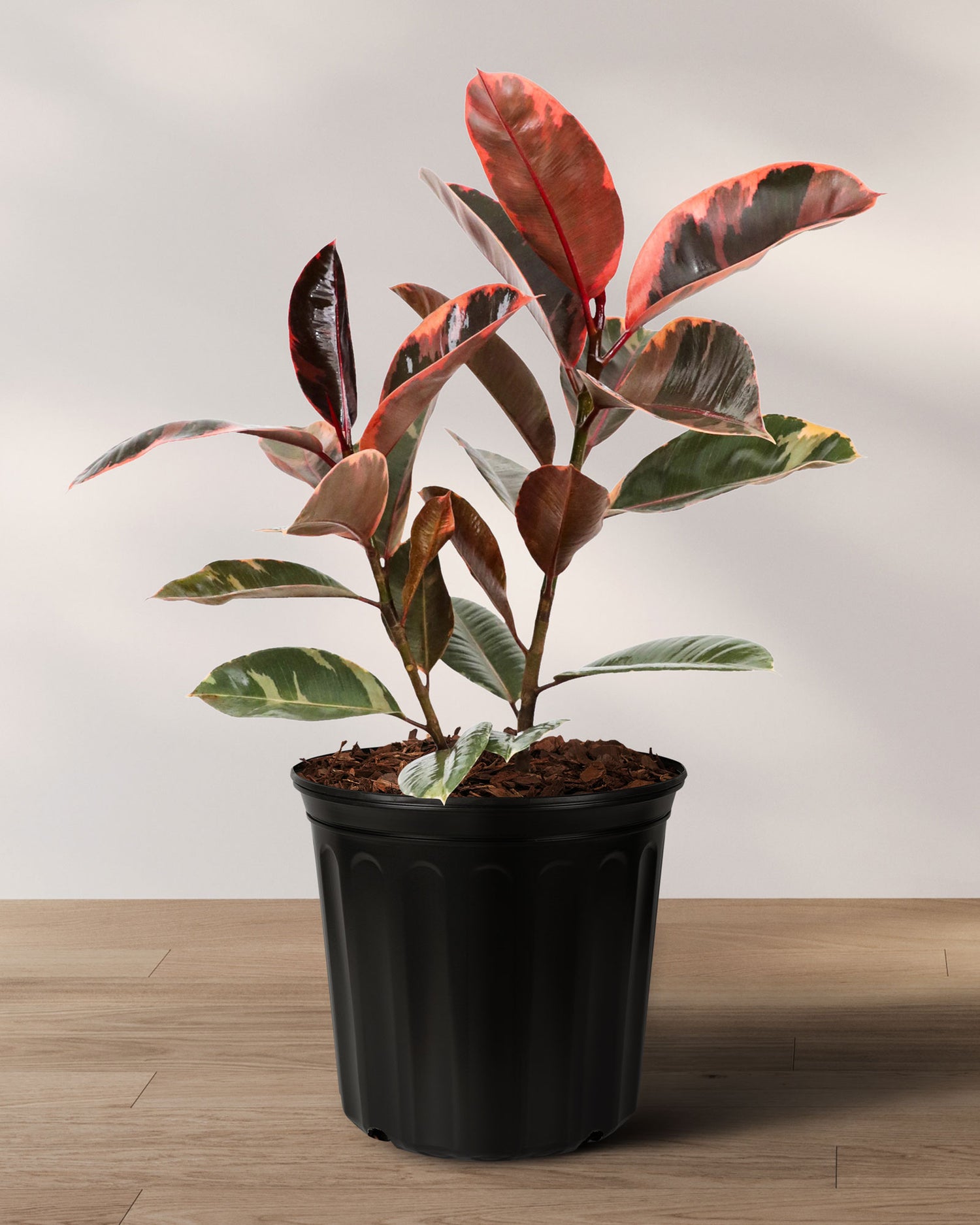 rubber palm plant Ficus Ruby Bush Form, Rubber Tree Live Plant Indoor Air Purifier