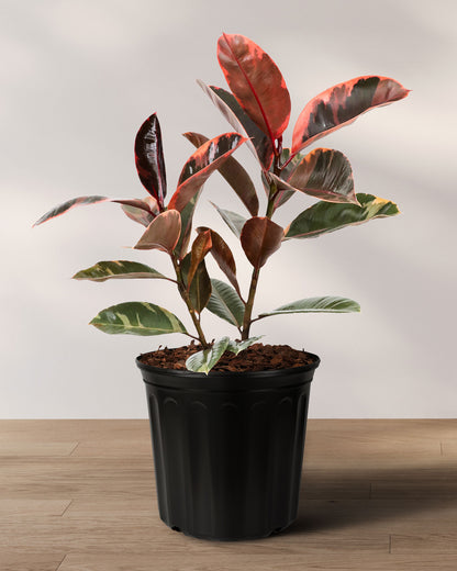 Ficus Ruby Bush Form, Rubber Tree Live Plant Indoor Air Purifier