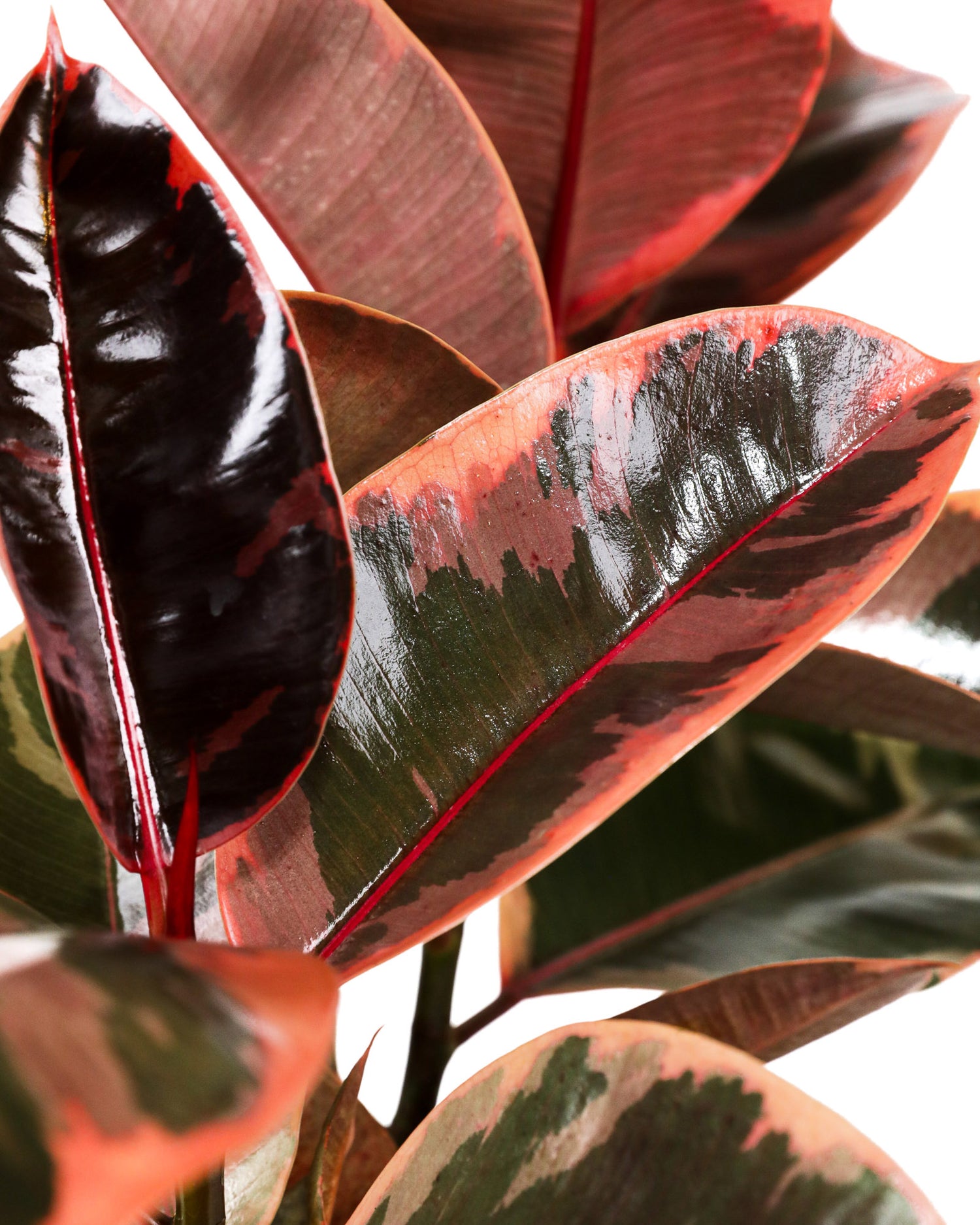 Ficus Ruby Bush Form, Rubber Tree Live Plant Indoor Air Purifier
