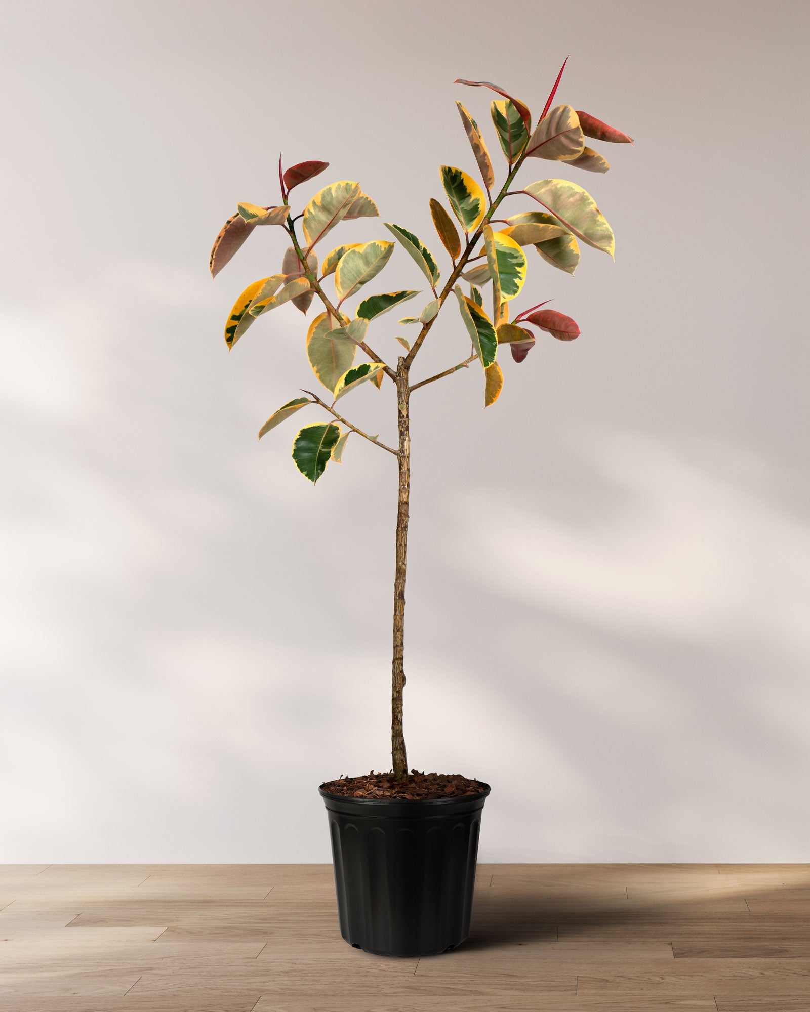 rubber tree orange leaves Ficus Ruby Tree Form Single Stem, Rubber Tree