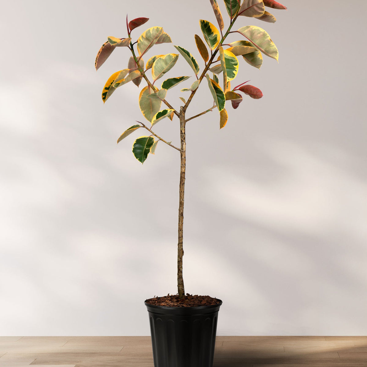 Design your indoor Space with a Ficus Ruby Tree Like Form Single Trunk ...