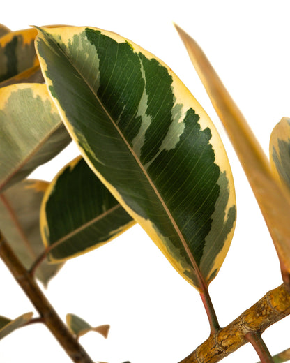 Ficus Ruby Tree Form Single Stem, Rubber Tree