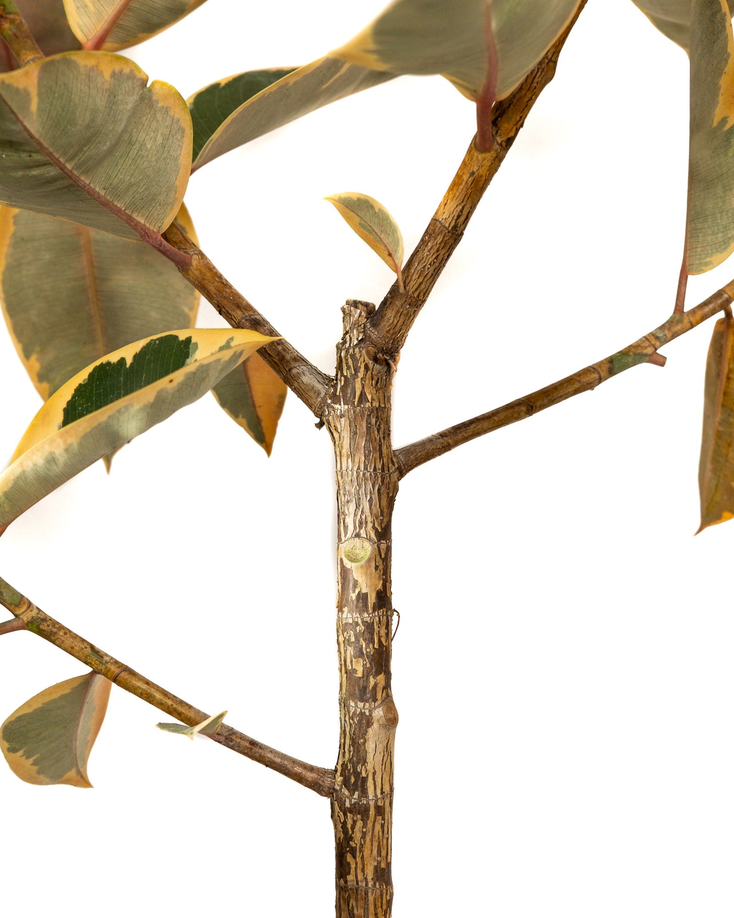 Ficus Ruby Tree Form Single Stem, Rubber Tree