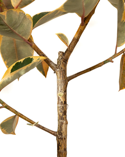 Ficus Ruby Tree Form Single Stem, Rubber Tree