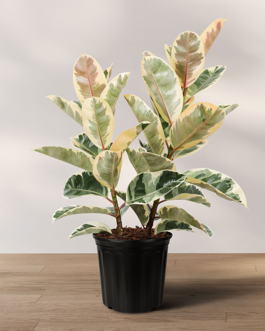 Ficus Tineke Bush Form, Variegated Elastica Rubber Tree Decora