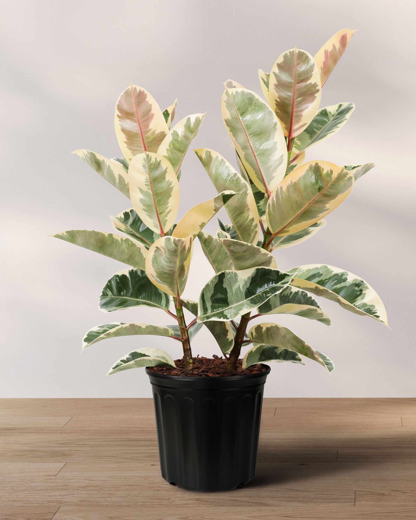 Ficus Tineke Bush Form, Variegated Elastica Rubber Tree Decora