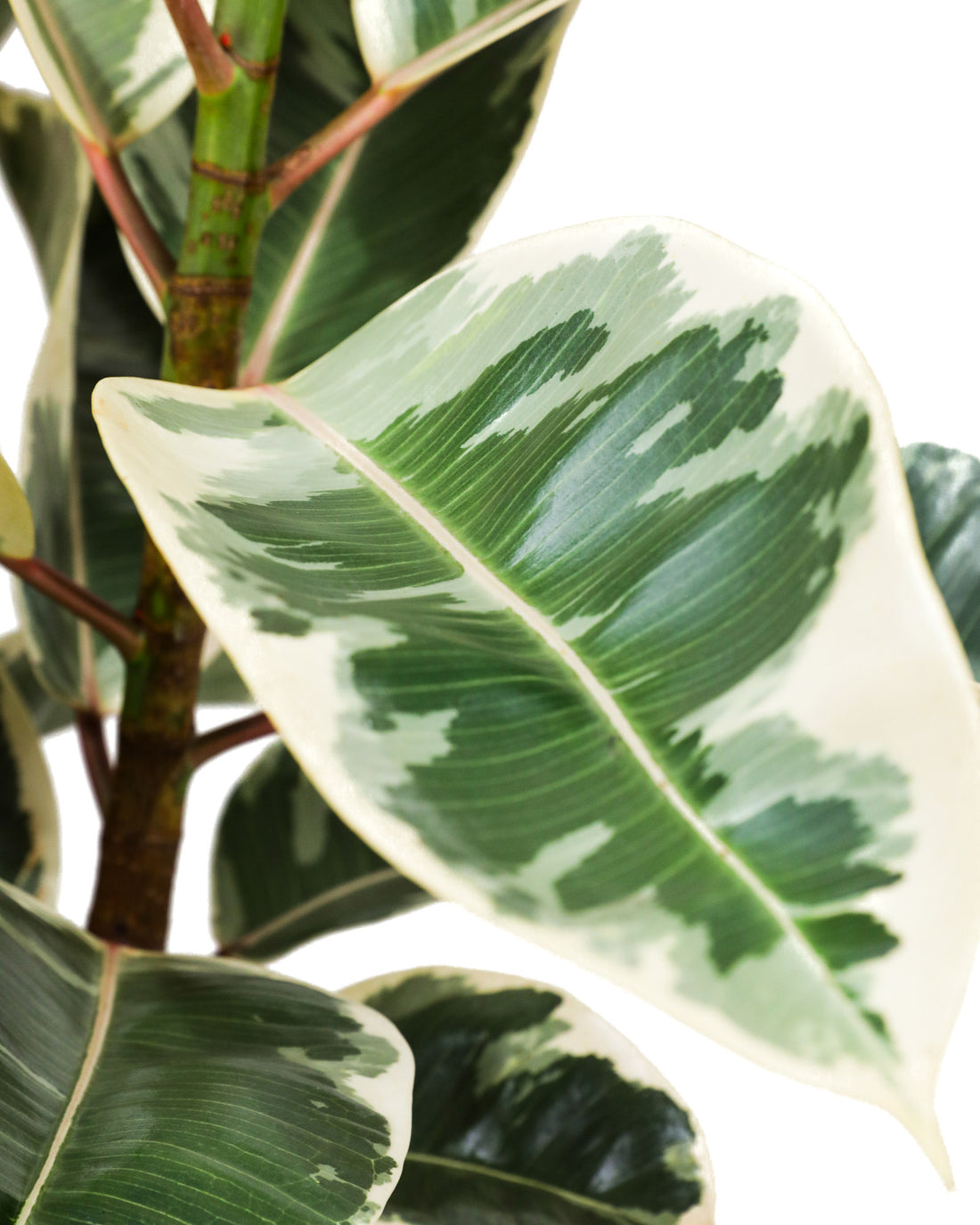 Ficus Tineke Bush Form, Variegated Elastica Rubber Tree Decora