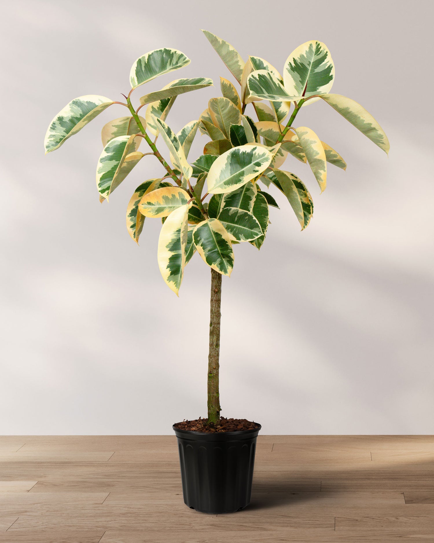 Ficus Tineke Tree Form Single Stem, Variegated Elastica Rubber Tree Decora