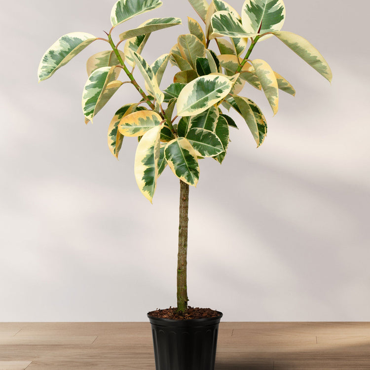 Buy the Best Collection of Ficus Rubber Tree | Eureka Farms