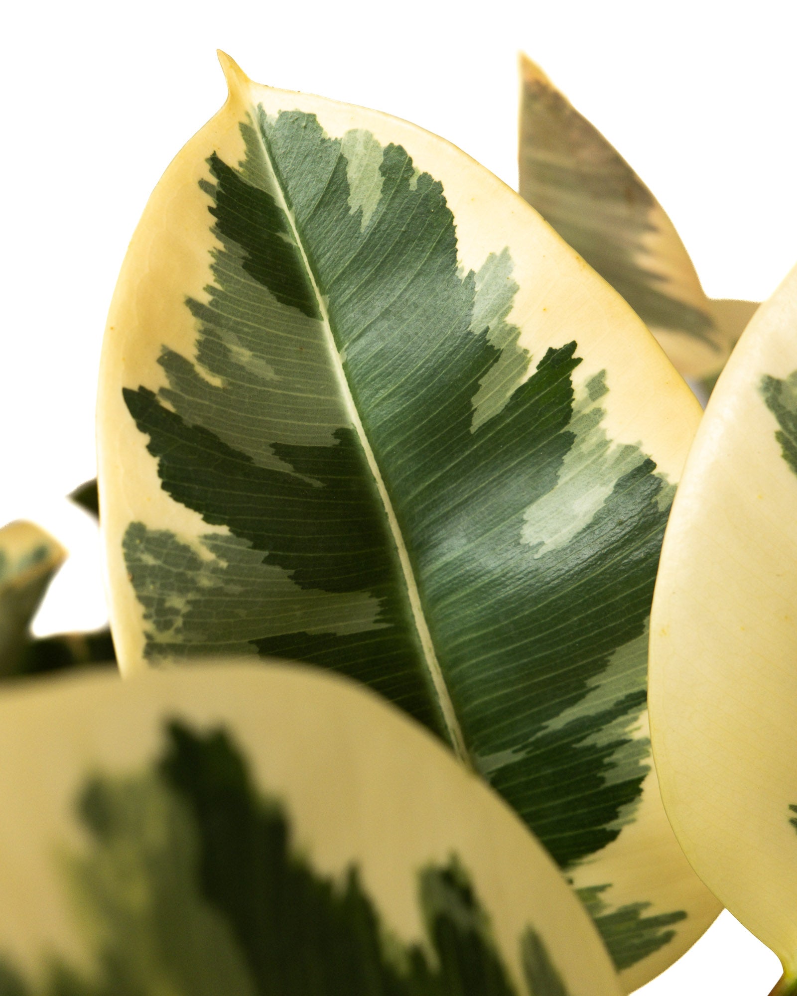 Ficus Tineke Tree Form Single Stem, Variegated Elastica Rubber Tree Decora