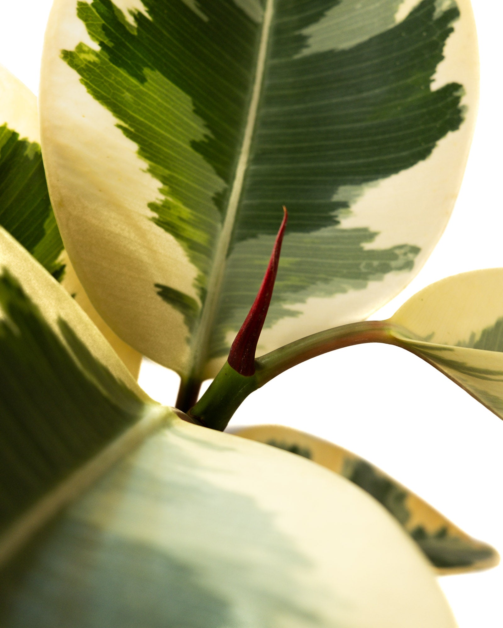 Ficus Tineke Tree Form Single Stem, Variegated Elastica Rubber Tree Decora