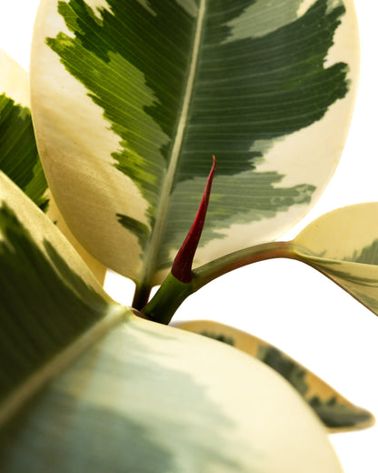 Ficus Tineke Tree Form Single Stem, Variegated Elastica Rubber Tree Decora