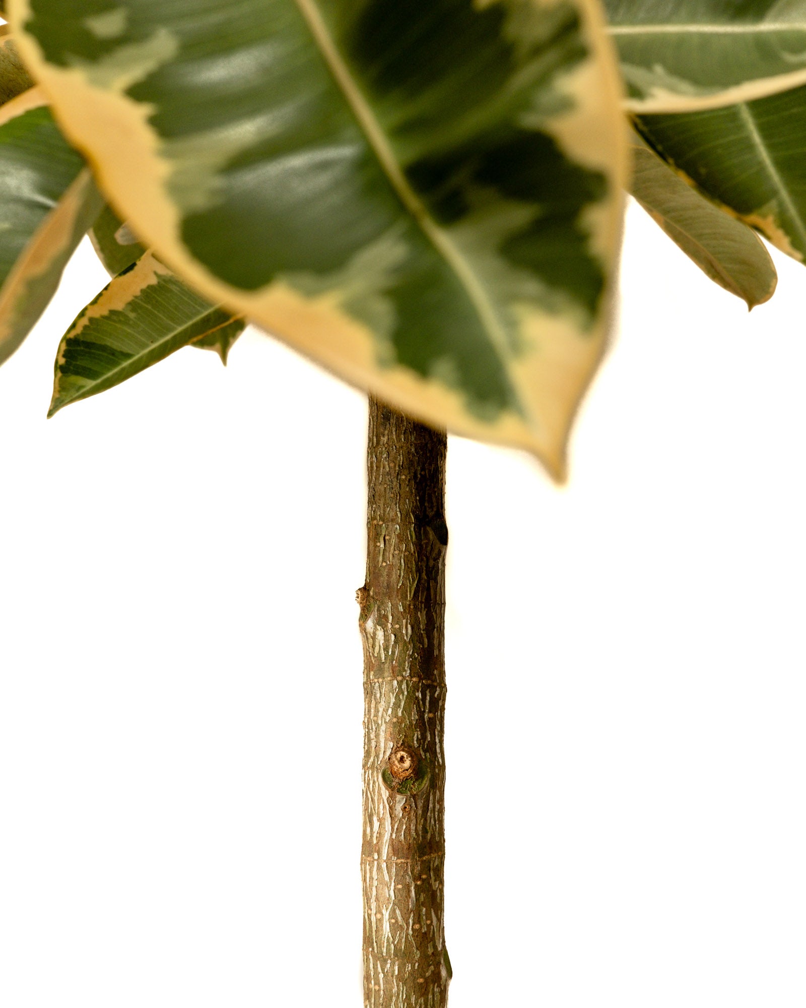 Ficus Tineke Tree Form Single Stem, Variegated Elastica Rubber Tree Decora
