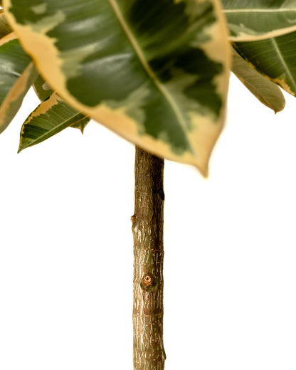 Ficus Tineke Tree Form Single Stem, Variegated Elastica Rubber Tree Decora