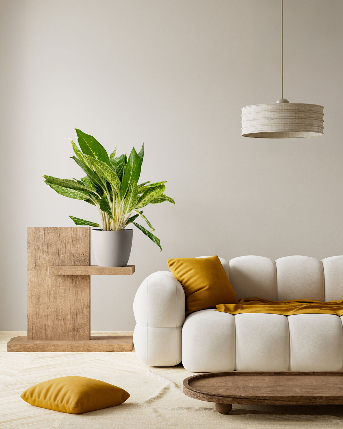 Aglaonema Golden Madonna Chinese Evergreen
