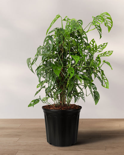 philo swiss cheese plant Monstera Adansonii Swiss Cheese Vining Climbing in Trellis – Eureka Farms