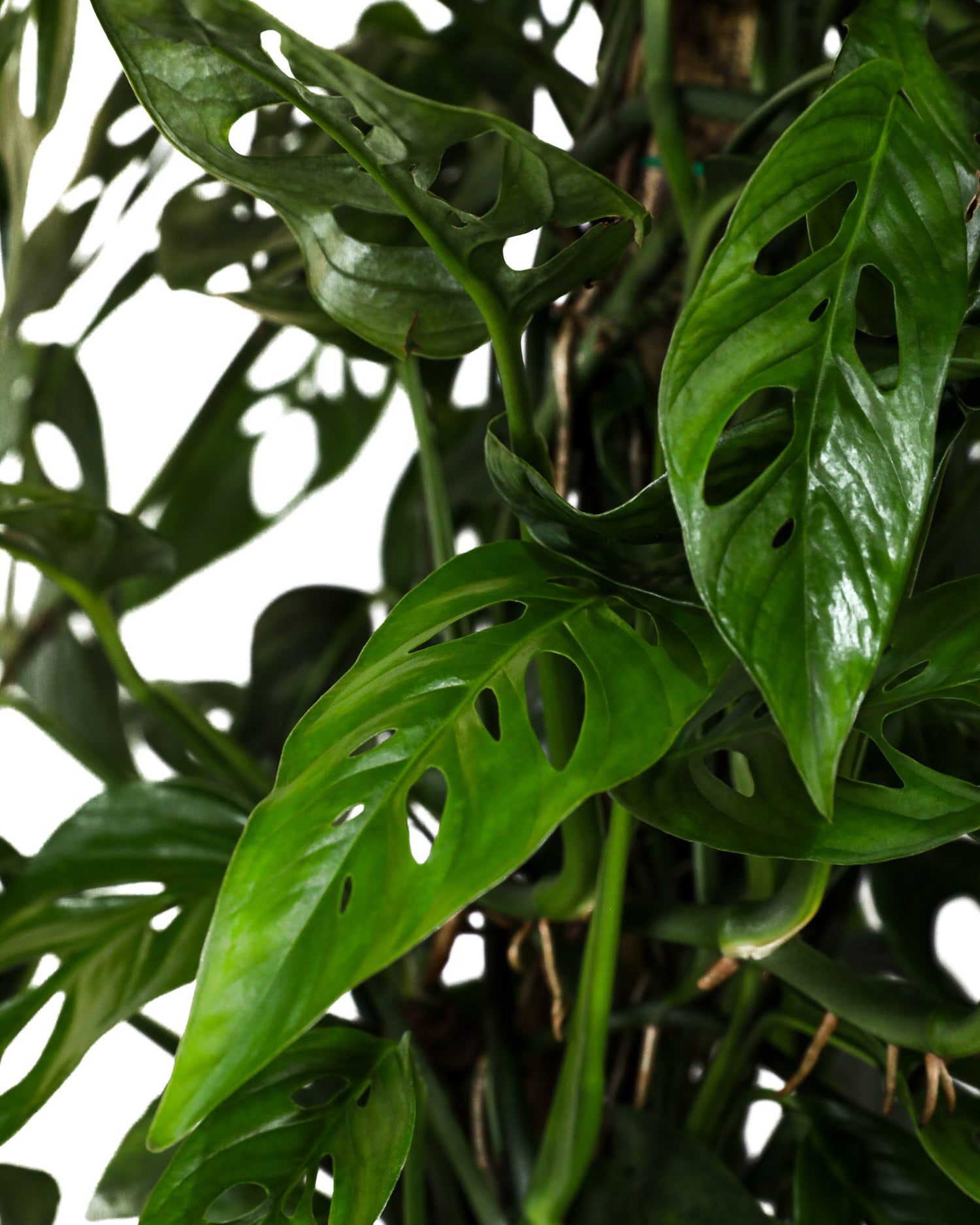 swiss cheese plant order Monstera Adansonii Swiss Cheese Vining Climbing in Trellis – Eureka Farms