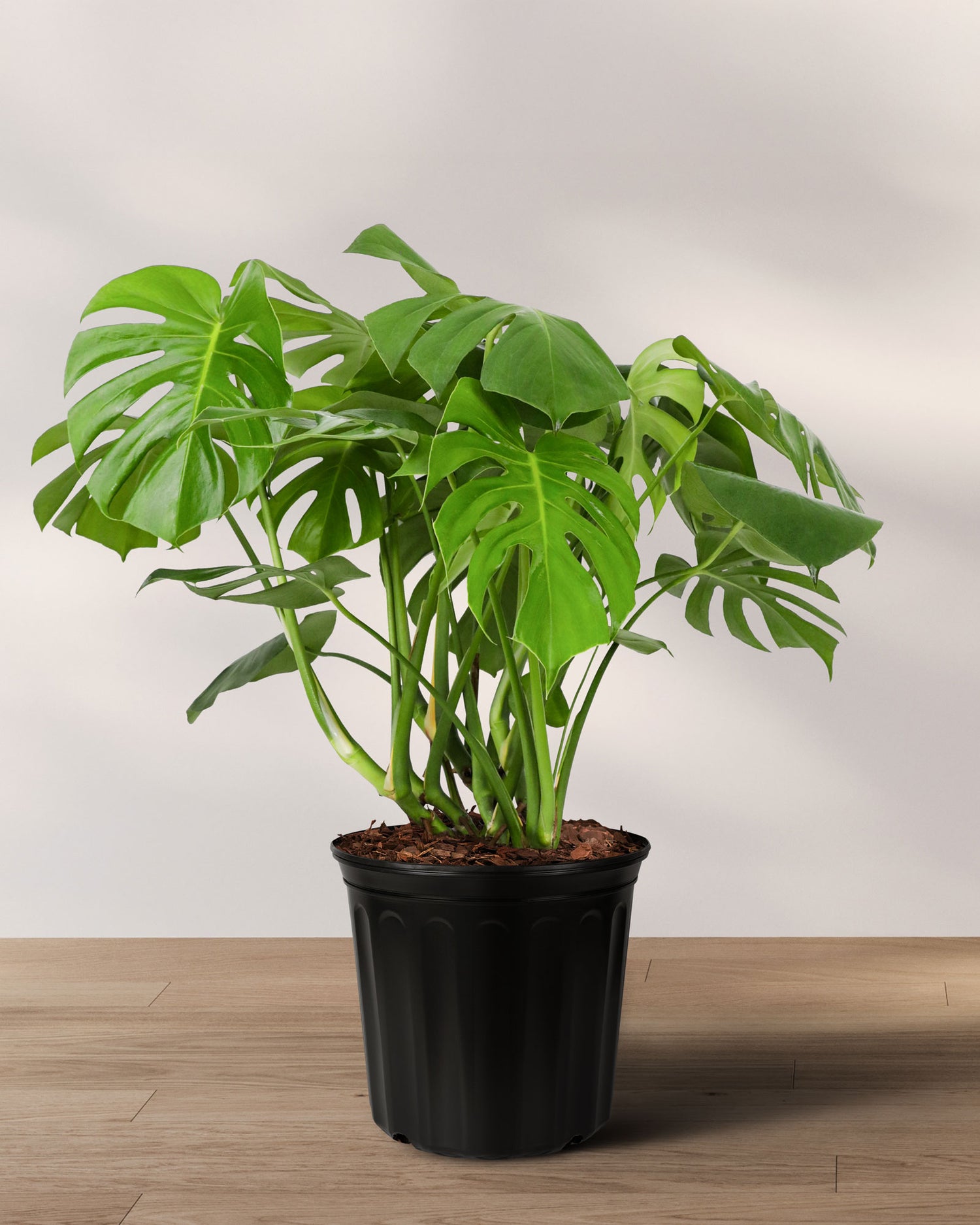 Monstera Deliciosa, Swiss Cheese