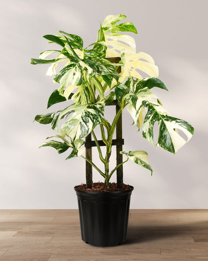albo variegata monstera Buy Monstera Borsigiana Albo Variegated