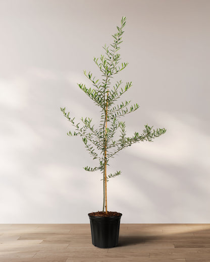 Greek Olive Tree Koroneiki, Olea European Olive
