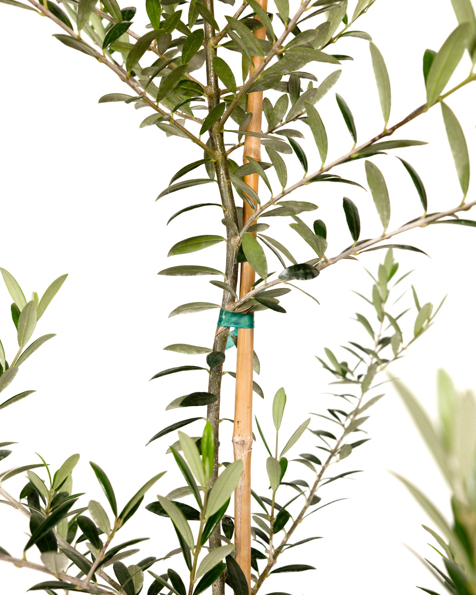 Greek Olive Tree Koroneiki, Olea European Olive