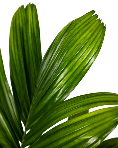 Areca Catechu &