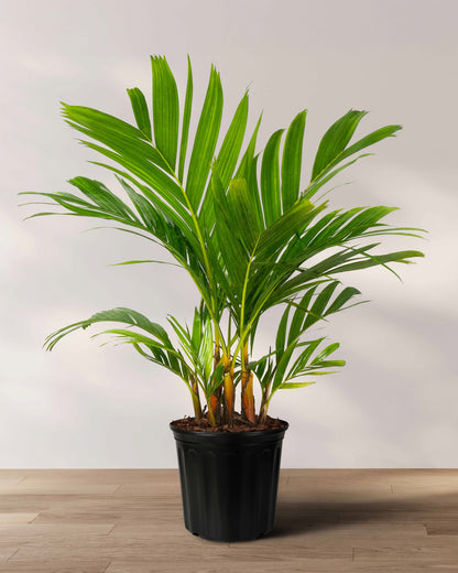 areca palme braune spitzen Areca Vestiaria, Orange Crownshaft Palm