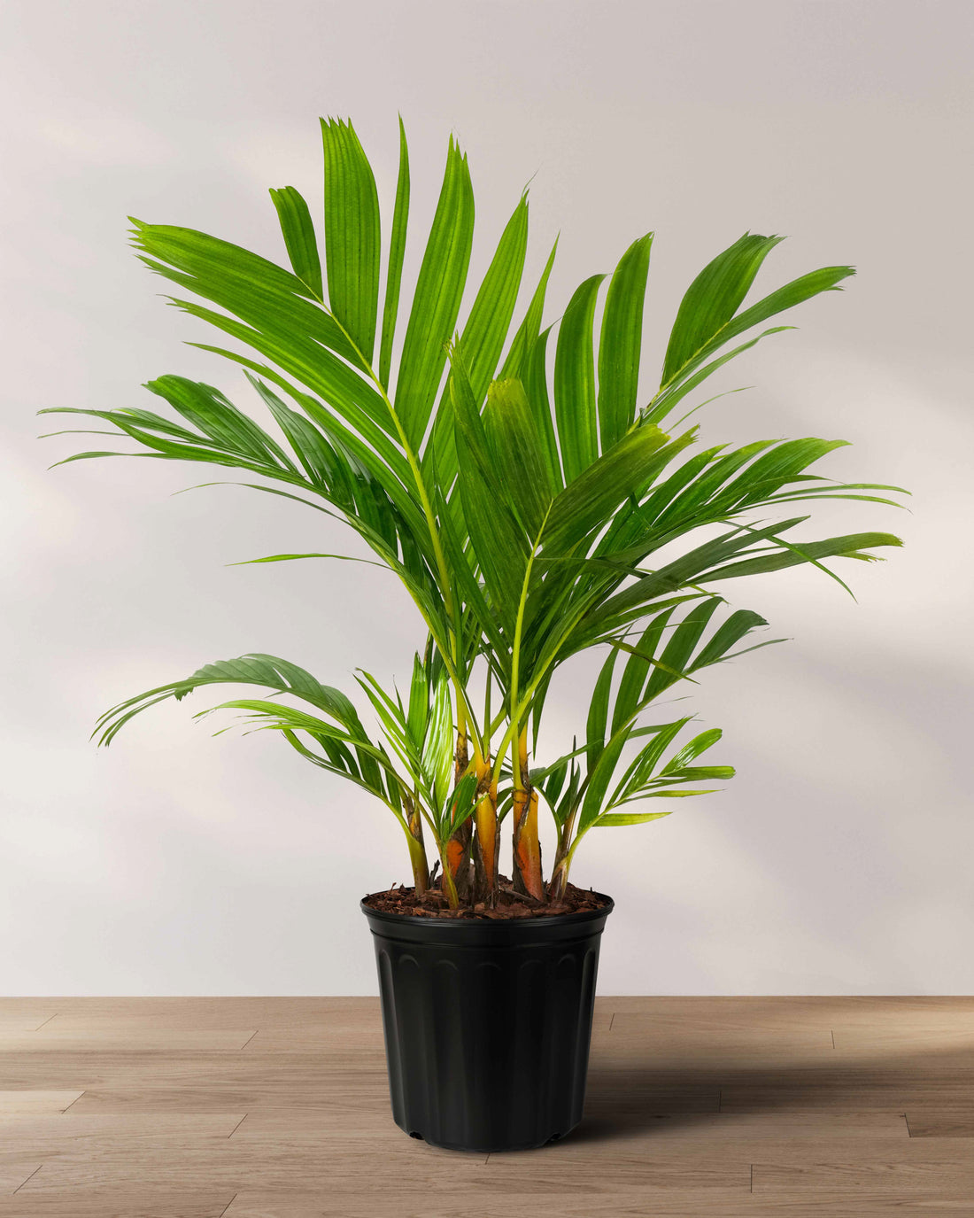 Areca Vestiaria, Orange Crownshaft Palm, Rare and Exotic