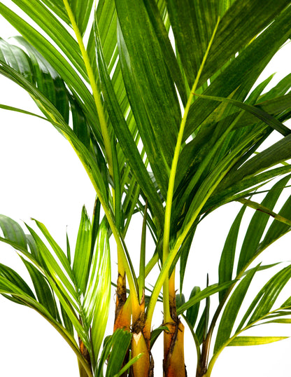 Areca Vestiaria, Orange Crownshaft Palm, Rare and Exotic