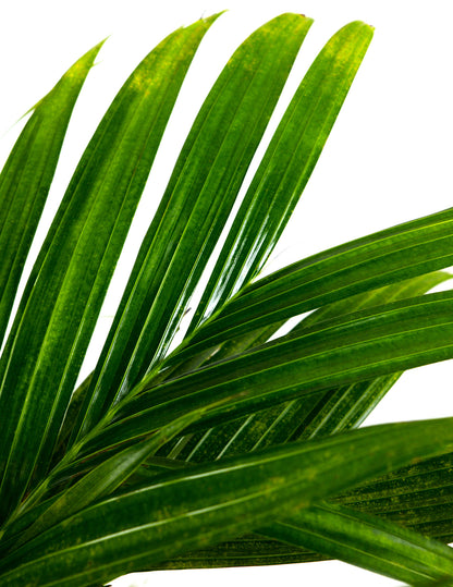 Areca Vestiaria, Orange Crownshaft Palm, Rare and Exotic