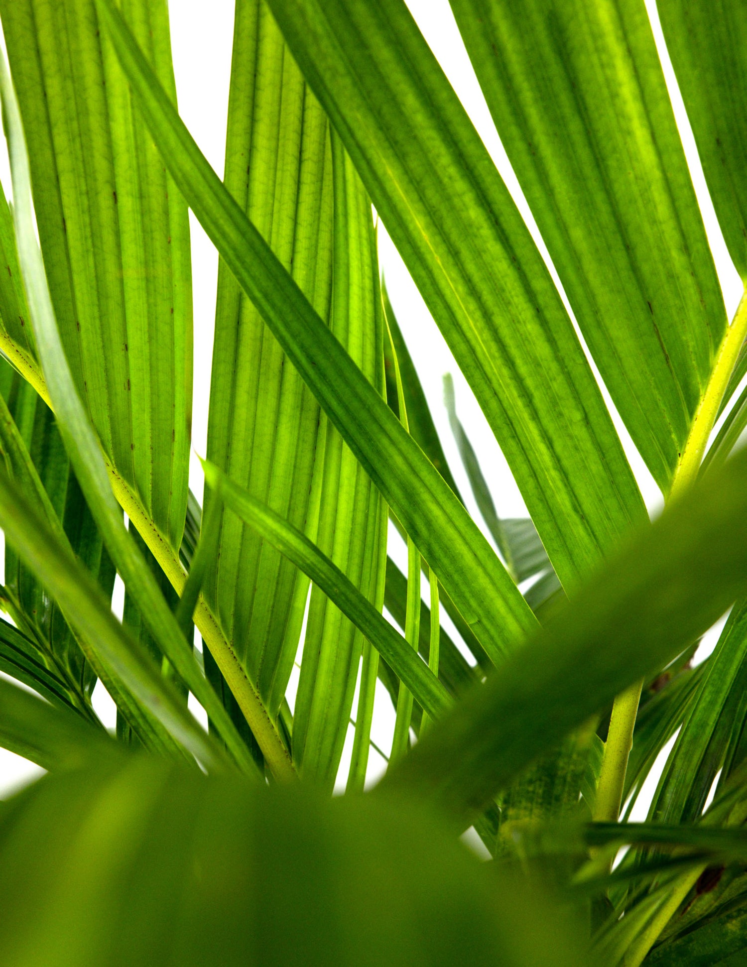 areca palm fronds opening Areca Vestiaria, Orange Crownshaft Palm, Rare and Exotic