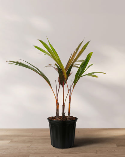 Areca Vestiaria, Red Crownshaft Palm, Rare and Exotic