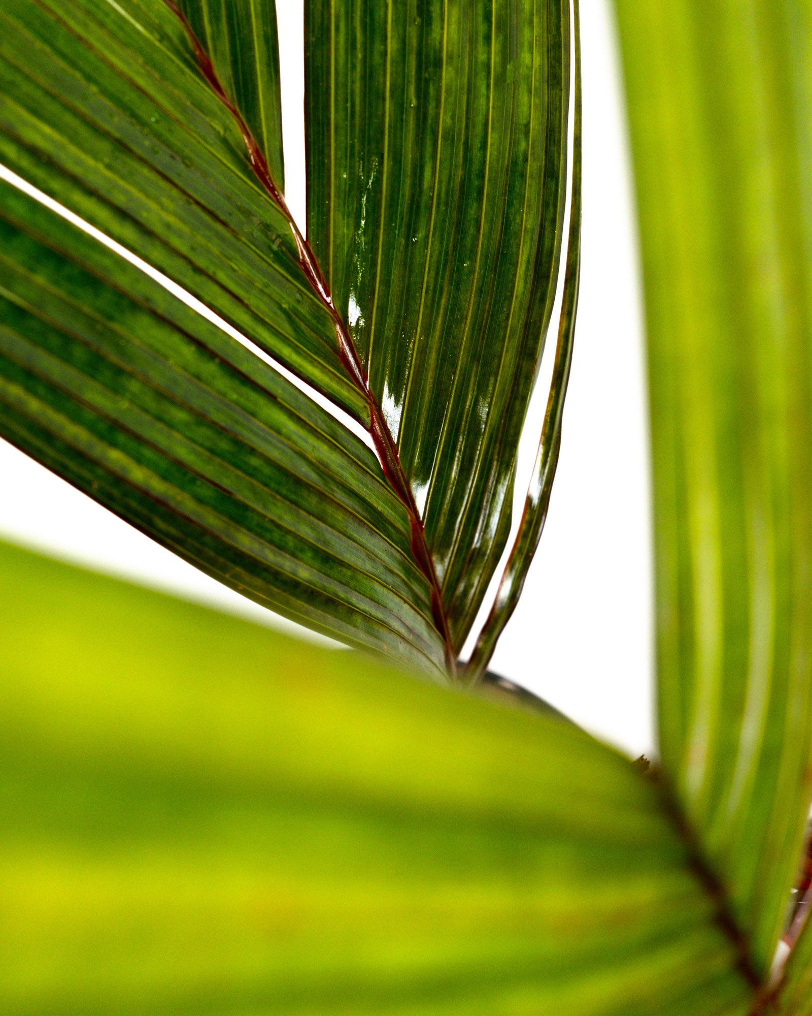 Areca Vestiaria, Red Crownshaft Palm, Rare and Exotic