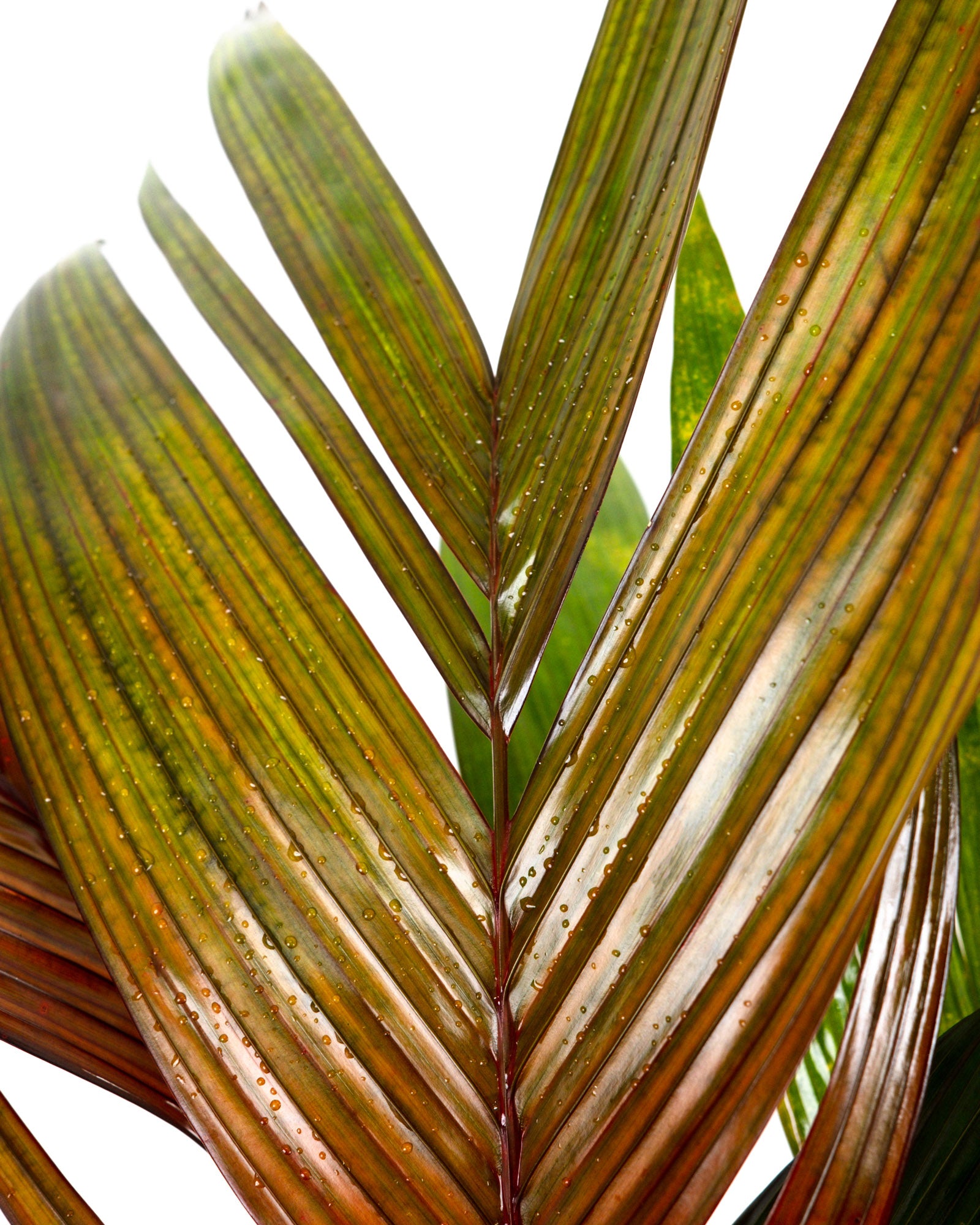 Areca Vestiaria, Red Crownshaft Palm, Rare and Exotic