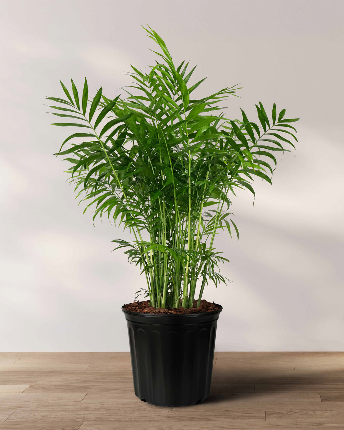 Palm Parlor Neanthe Bella Palm, Live Plant Indoor Air Purifier