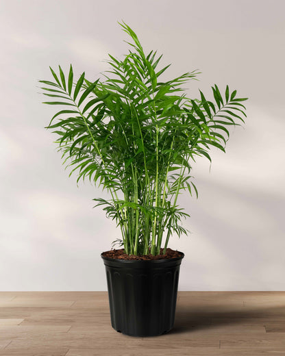 Palm Parlor Neanthe Bella Palm, Live Plant Indoor Air Purifier