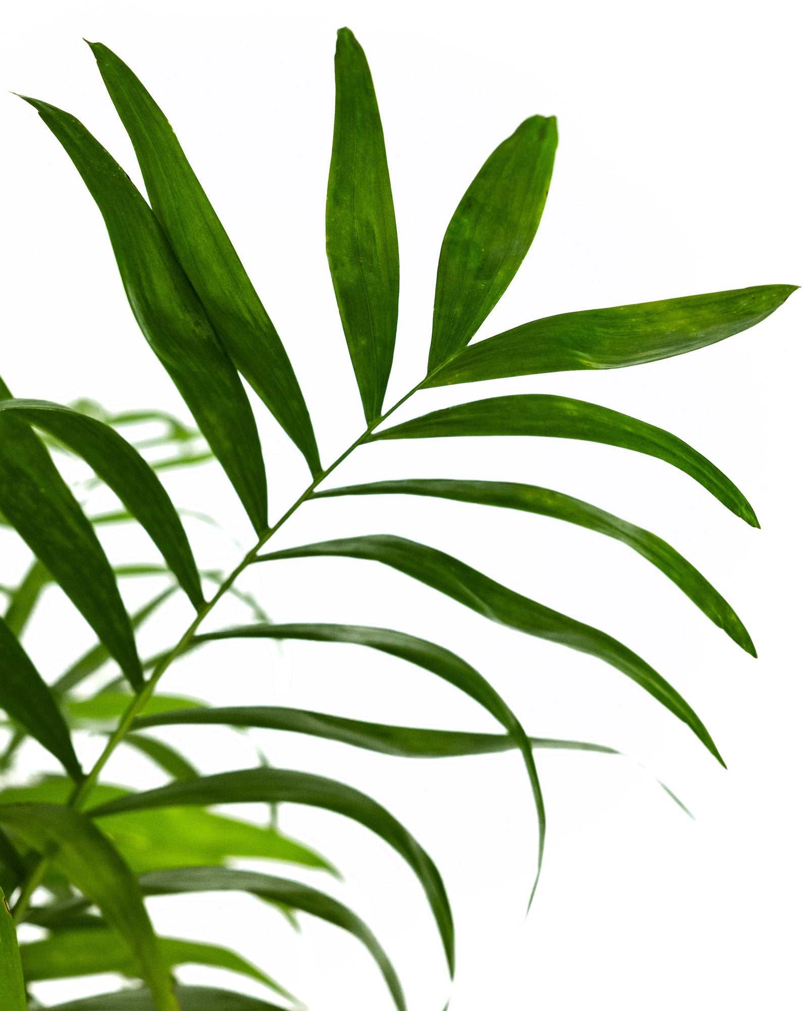 Palm Parlor Neanthe Bella Palm, Live Plant Indoor Air Purifier