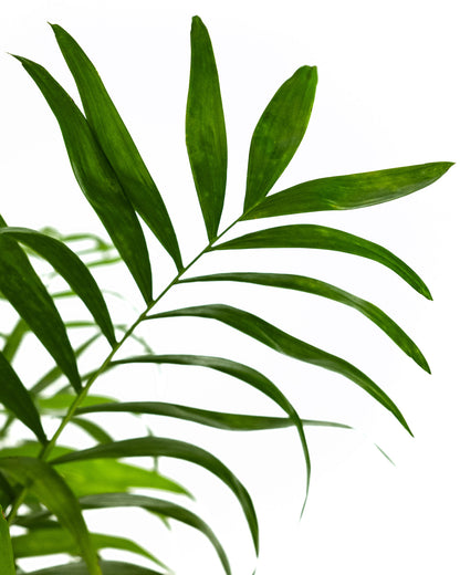 Palm Parlor Neanthe Bella Palm, Live Plant Indoor Air Purifier