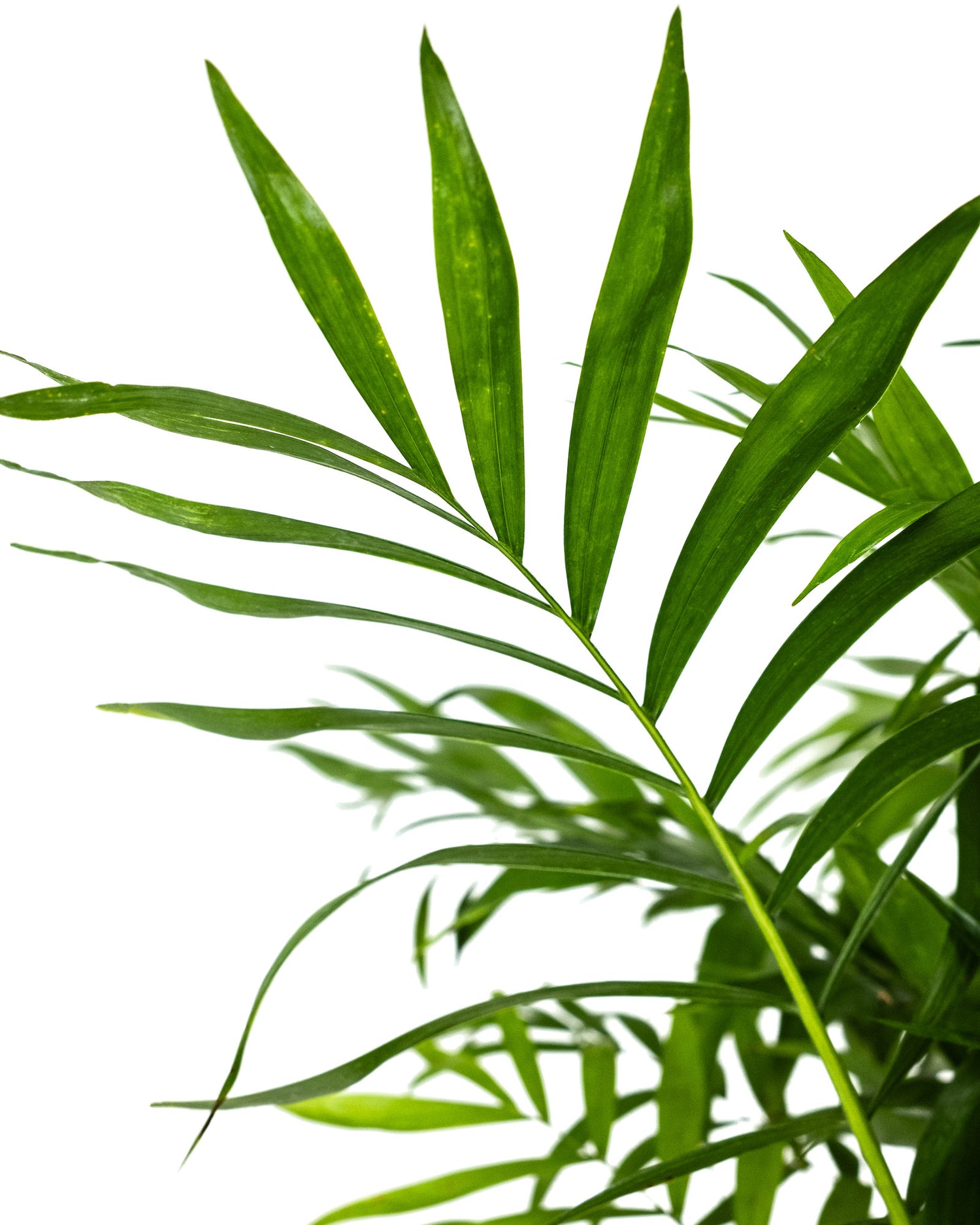 Palm Parlor Neanthe Bella Palm, Live Plant Indoor Air Purifier